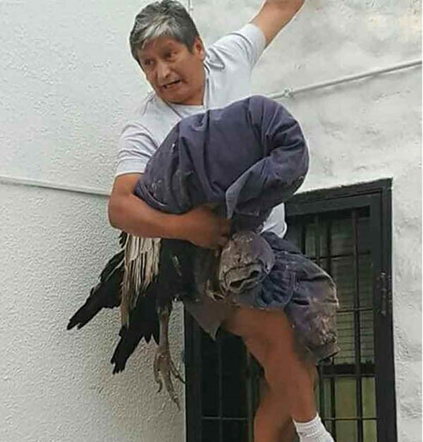 Jorge Ruiz en el momento que sacan el cóndor del patio donde había caído