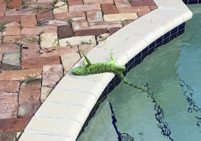 El “ciclón bomba” en EEUU está congelando a las iguanas de Florida, donde las temperaturas son de -10º.