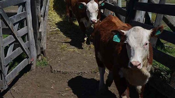 Participan 19 Cabañas de la Patagonia en la muestra.