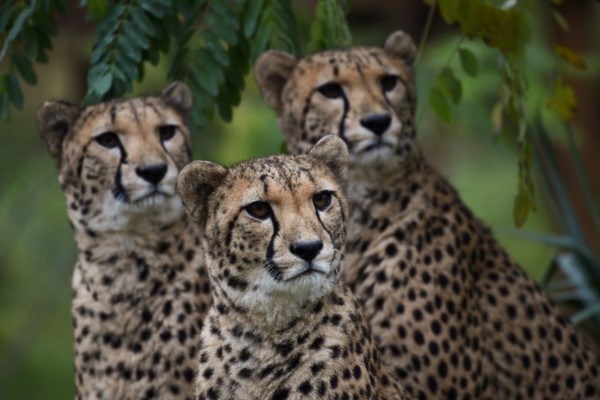 La Tierra perdió el 60% de sus animales salvajes en 44 años por la presión del hombre.