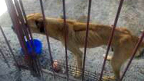 Había tres perros presuntamente desnutrido en la casa registrada.