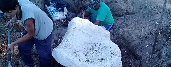 El ejemplar fue descubierto en un campo privado, ubicado a 30 kilómetros de la reserva paleontológica de Marcos Paz.