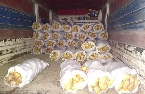 Ilegales. Unas cien bolsas de papa que iban en el acoplado del camión secuestrado en la tarde de la víspera.