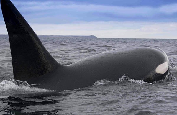 Las orcas otra vez aparecieron cerca de Pirámides. Había ejemplares adultos, varios juveniles y algunas crías.