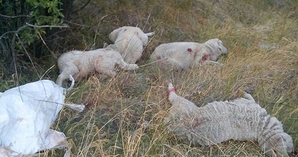 Las ovejas fueron encontradas muertas en un potrero entre el río Chubut y la traza de la ruta provincial 12.