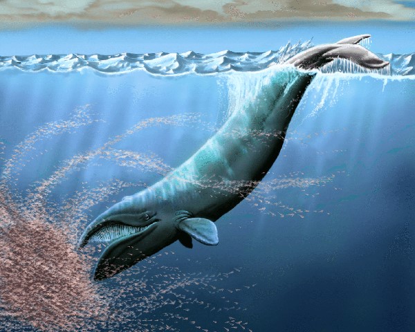 El antepasado de la ballena franca austral era más pequeño que el cetáceo que conocemos hoy.