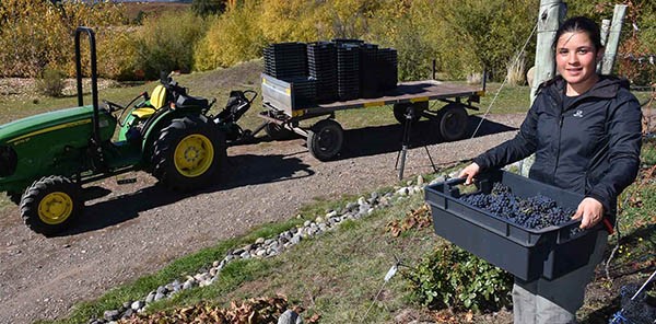 Los viñedos proponen a los visitantes vivir la experiencia de convertirse en productor de uvas para producir vinos por un par de días. 