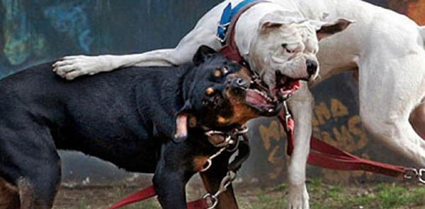 En Trelew la tenencia de mascotas está regulada por la Ordenanza 11.824, que establece la calificación de “perros potencialmente peligrosos”.