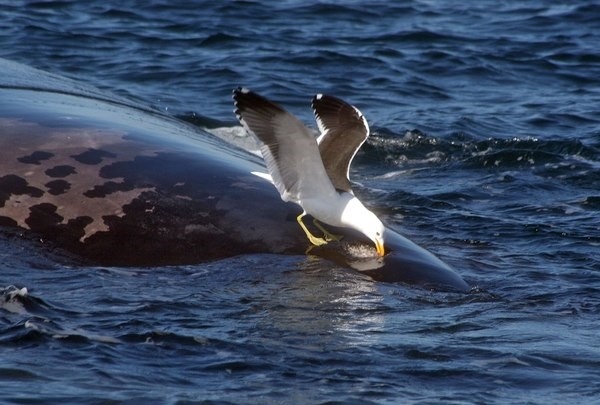 "Las aves se posan sobre la espalda de las ballenas y con sus picos abren la piel para comer la grasa viva. Esos picotazos causan dolor a las ballenas". (Instituto de Conservación de Ballenas)