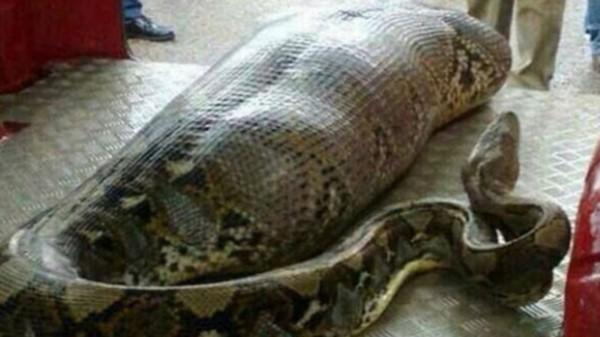 Una mujer indonesia que estaba desaparecida desde el jueves fue hallada dentro de una pitón en la isla de Célebes.