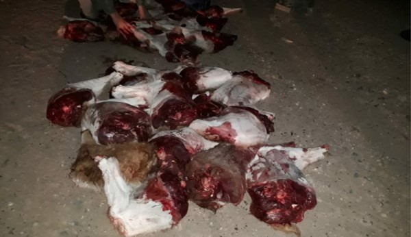 Los animales despostados que fueron secuestrados por la Policía.