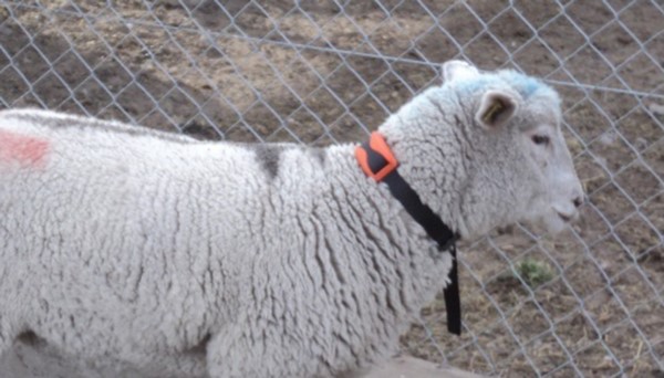 "Estos mapas se cargan en el collar que llevan los animales y cada productor podría establecer los límites de los alambrados virtuales desde cualquier dispositivo móvil".
