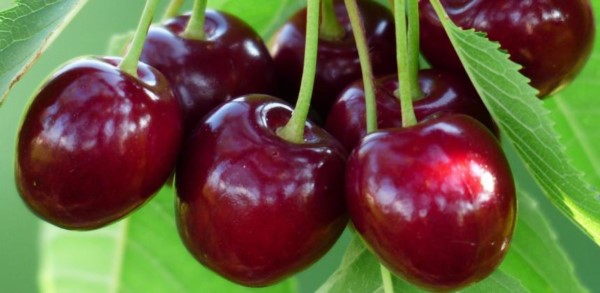 El Ministerio de Agroindustria oficializó el protocolo de calidad para "Cerezas frescas", con el fin de que obtengan el sello Premium.