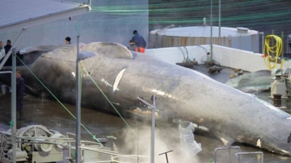 La imagen de un gran rorcual cazado en Islandia causó polémica a nivel mundial