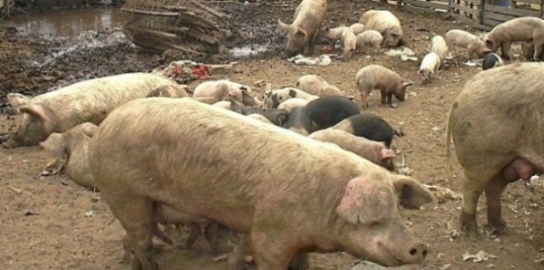 En todos los casos, el origen del brote fue el consumo de chorizos, salames y carne fresca de cerdo.