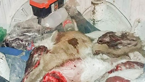 Los restos de los animales eran llevados en la caja de un utilitario.