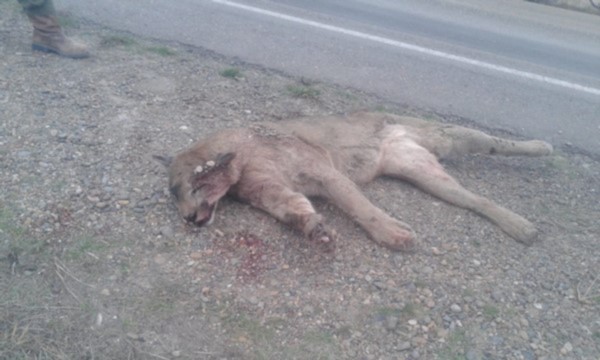 El animal ya no tenía signos vitales al momento de ser divisado.