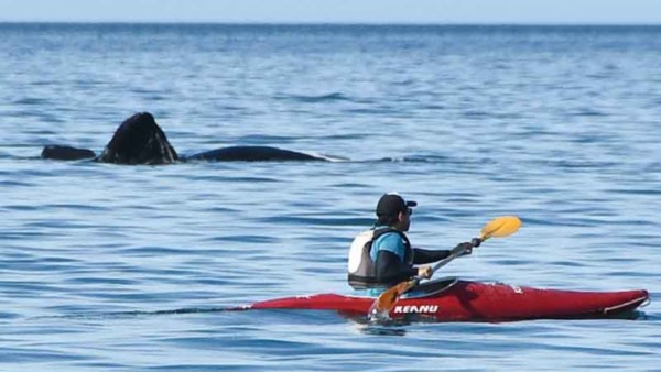  Los visitantes eligieron la tranquilidad y la naturaleza del Golfo.