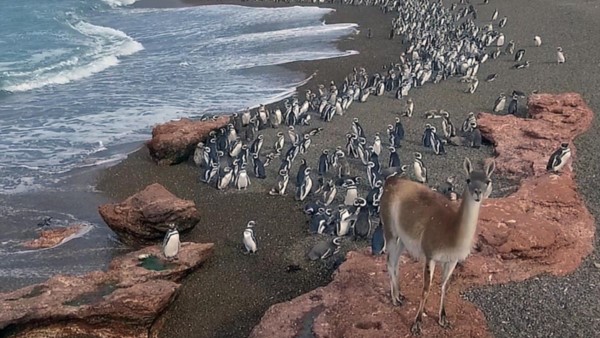 Los pingüinos de Magallanes comienzan a llegar a las costas de Chubut a principios de mes.