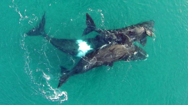 El censo arrojó números extraordinarios, batiendo récords desde que se relevan las ballenas en Península Valdés.