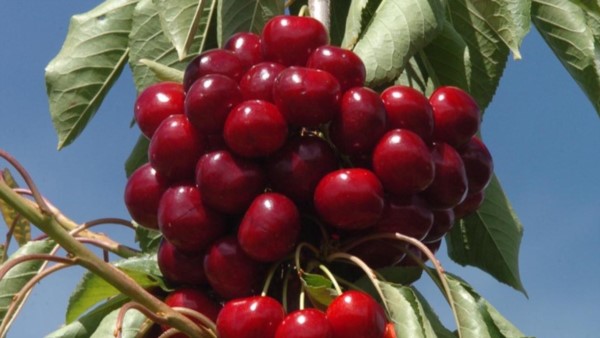 La cerezas argentinas podrían ganar nuevo mercado.