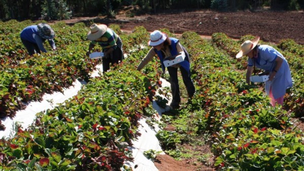Alternativa. Los cultivos familiares, una opción para la crisis.  