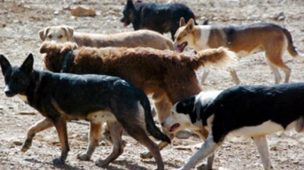 Libre de mascotas. La Municipalidad de Rawson elaboró un proyecto.