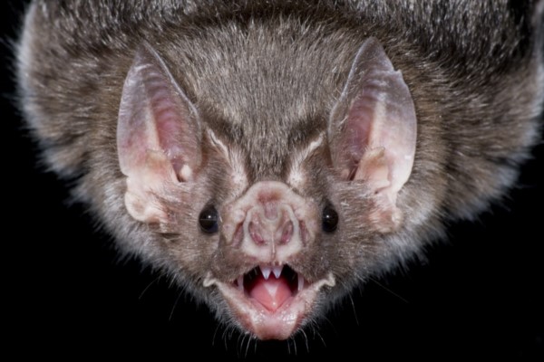 La rabia paralítica o paresiante es una enfermedad epidémica y recurrente causada por el virus rábico transmitido por el vampiro.