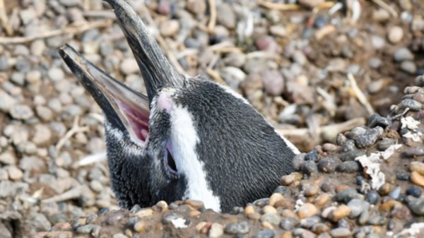 La imagen de los pingüinos de Punta Tombo llegó a todo el país