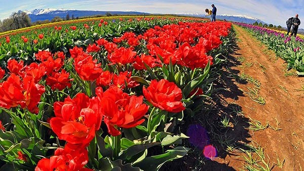 Paleta de colores. Las plantaciones de tulipanes constituyen un atractivo único de la cordillera chubutense.