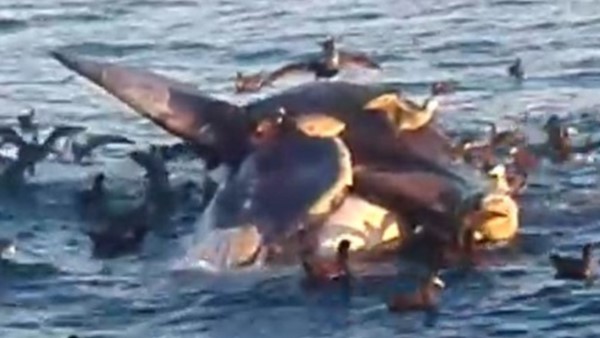 Al ser divisado desde un barco  de pesca, el cetáceo llevaba varias horas muerto y era comido por las aves.