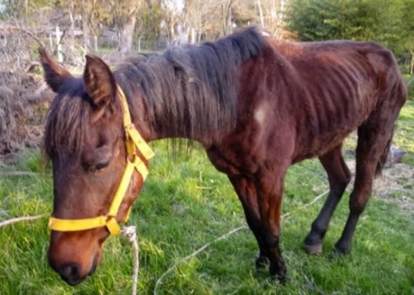 Un caballo proveniente de Entre Ríos fue diagnosticado con anemia equina infecciosa (AIE). (Archivo)