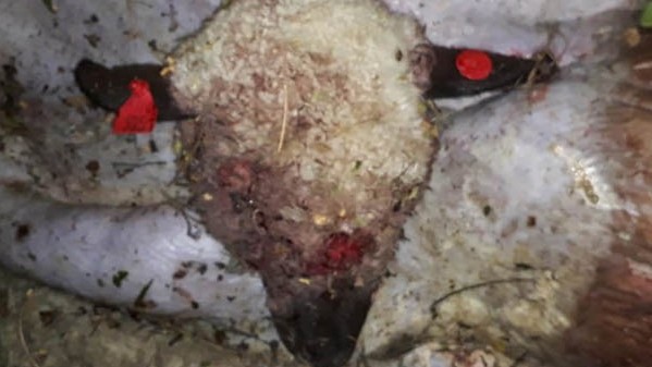 Uno de las cabezas de los ovinos apareció, como también sus cueros.