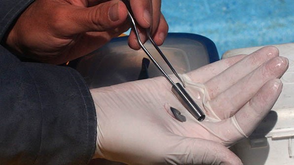 La muestra se toma con un pequeño dardo y no produce cambios en el comportamiento de la ballena.