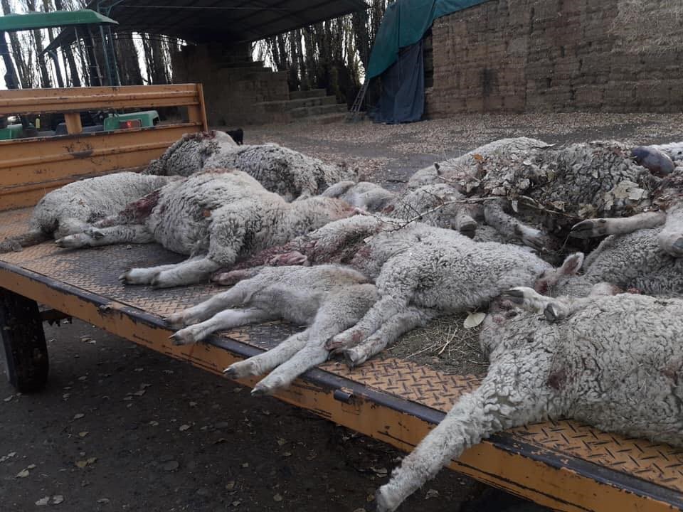 La matanza de ovejas es un problema recurrente en el valle (foto El Valle Online)