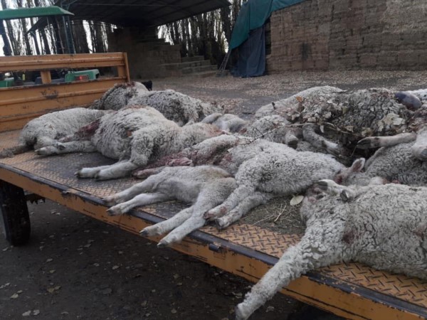 La matanza de ovejas es un problema recurrente en el valle (foto El Valle Online)