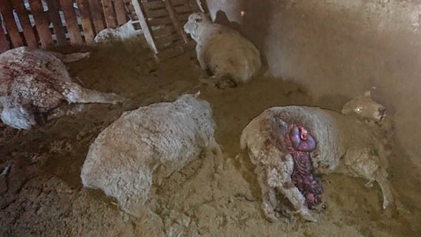 Los importantes perjuicios fueron contra una familia de pequeños productores rurales de ese valle.