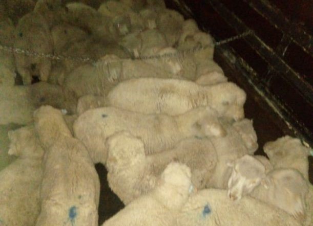 La policía recuperó 47 animales (foto @eqsnotas)