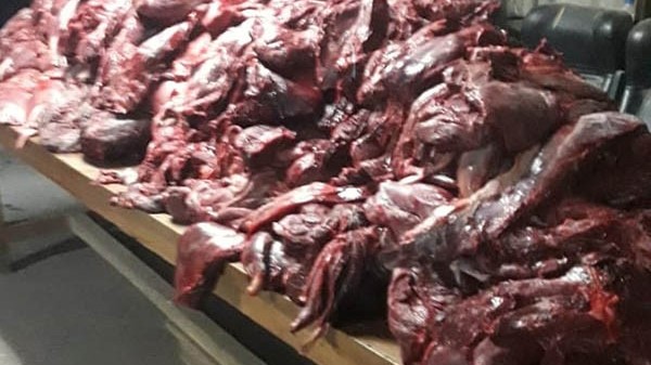 La carne era trasladada en una camioneta. Se incautó una carabina.