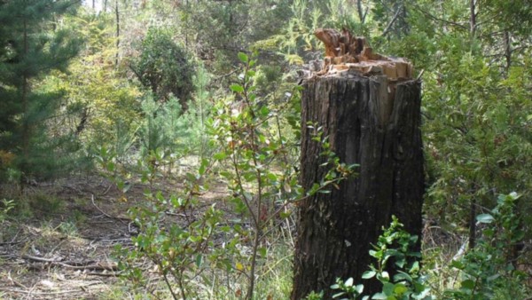 La tala de cipreses se repite en Cerro Radal y otros puntos de la comarca.
