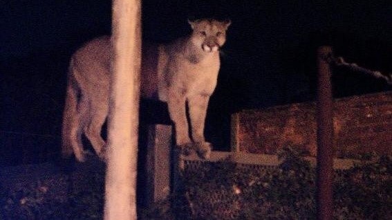 El puma fue atrapado en una medianera (foto @lanuevaweb)