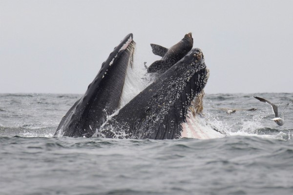 Dekker cree que la suya es la primera fotografía que se hace en la historia de una ballena jorobada "tragándose" un león marino.