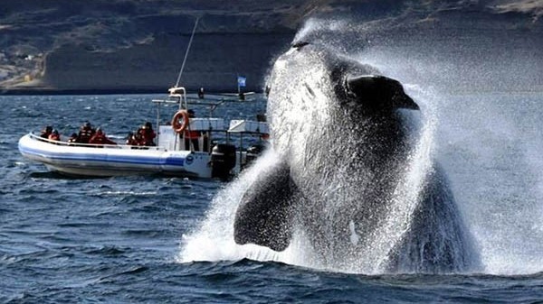 Desde hoy , especialistas disertarán y compartirán experiencias sobre Turismo en Puerto Madryn.