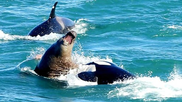 Instante del ataque de la orca al elefante adulto. (Gentileza: Facebook Juan Carlos Lobos/JC Fotografía Animal)