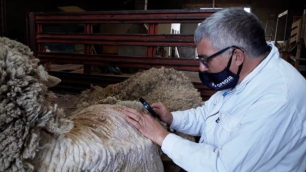 Desde 2016, Chubut ostenta la condición de libre de sarna ovina. El objetivo es mantener ese status.