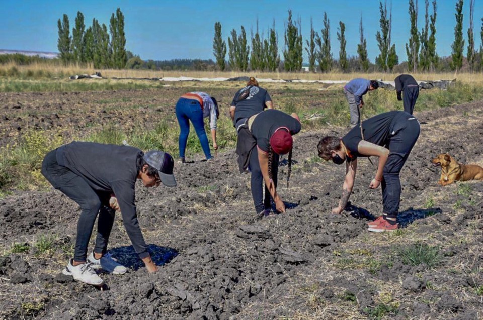 La siembra se lleva adelante entre el Banco de Alimentos que impulsa el Municipio y el INTA.