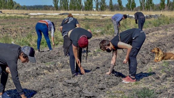 La siembra se lleva adelante entre el Banco de Alimentos que impulsa el Municipio y el INTA.