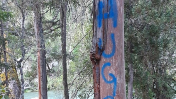 El río y los alerces. El daño ambiental es evidente.