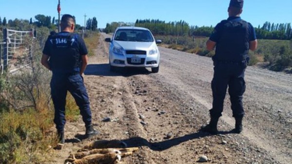 Efectivos policiales secuestraron siete liebres cazadas en Byn Gwyn.