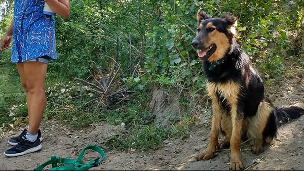 Pacha, la perra que se le soltó de la correa a su dueña y fue ultimada.